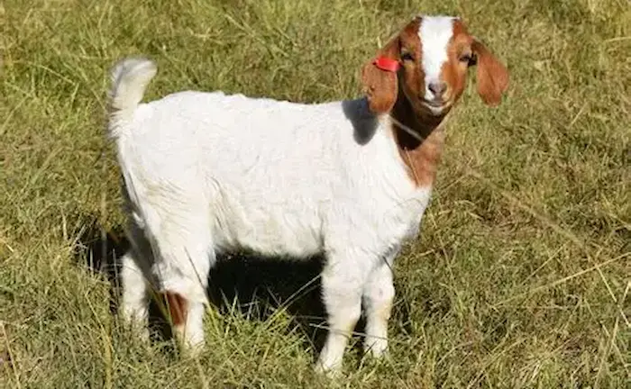 Dairy Goat
